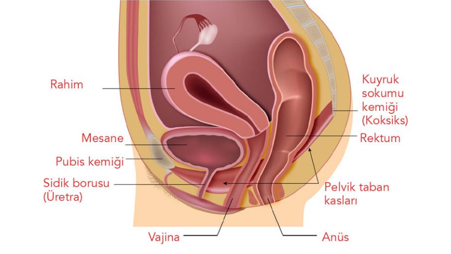 kegel egzersizi için kaslar ve anatomi